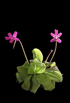 Butterwort: Tailed Butterwort - Its leaves catches a lot of midges