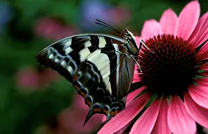 Emperors: Tailed emperor butterfly on Purple coneflower (Echinacea