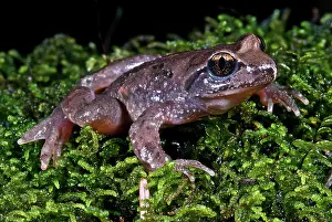 Fertilization: Tailed Frog