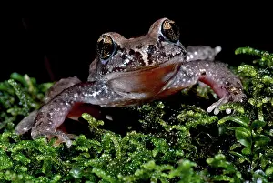 Fertilization: Tailed Frog