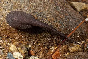 Disc: Tailed Frog Tadpole