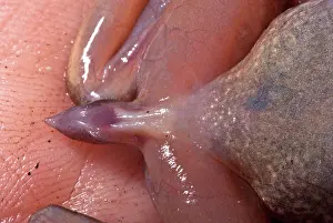 Fertilization: Tailed Frog ^Tail^