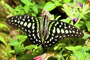 Triangle: Tailed Jay Butterfly