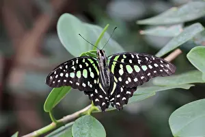Graphium: Tailed Jay / Green-spotted Triangle Butterfly -