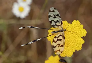Visiting: Tailed Lacewing - visiting Achillea flowers