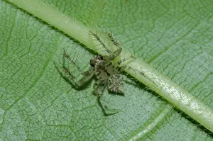 Orbweaver: Tailed Orb-weaver Spider - on leaf - Klungkung