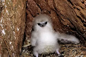 Tropicbird: TAILED TROPICBIRD - CHICK C/U