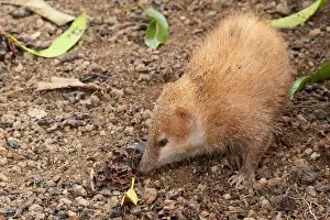 Searches: Tailess tenrec (Tenrec ecaudatus) looking for insects