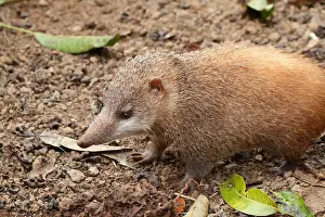 Searches: Tailess tenrec (Tenrec ecaudatus) looking for insects