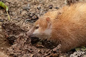 Searches: Tailess tenrec (Tenrec ecaudatus) looking for insects