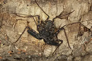 Whip: Tailess Whip Scorpion