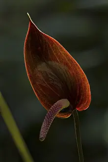 Nacional: Tailflower/ Flamingo Flower (Anthurium caramantae)