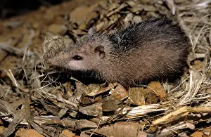 Tenrec: Tailless Tenrec