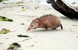 Tenrec: Tailless tenrec Common tenrec