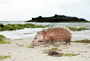 Tenrec: Tailless tenrec Common tenrec