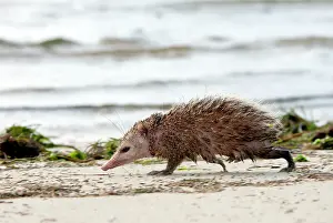 Tenrec: Tailless tenrec Common tenrec