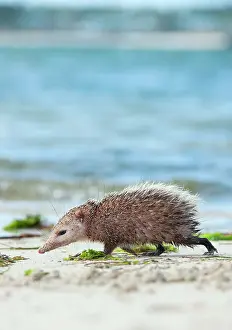 Tenrec: Tailless tenrec Common tenrec
