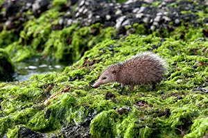 Tenrec: Tailless tenrec Common tenrec