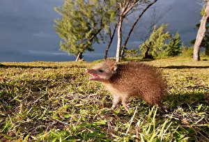 Tenrec: Tailless tenrec Common tenrec