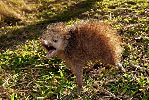 Tenrec: Tailless tenrec Common tenrec