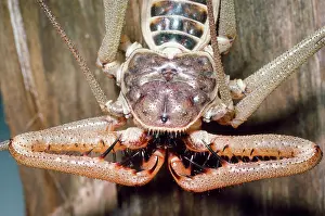 Scorpions: Tailless Whip Scorpion