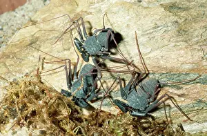 Scorpions: Tailless Whip Scorpion