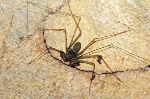 Amblypygid: Tailless Whip-Scorpion