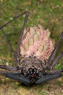 Scorpions: Tailless Whip Scorpion (Heterophrynus sp.), adult