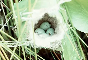 Easter: TAILOR BIRD'S - nest with eggs