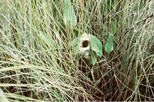 Graeme Chapman: TAILOR BIRD'S NEST - View of nest showing leaves