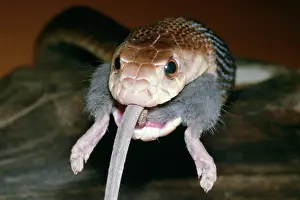 Oxyuranus: TAIPAN / Fierce SNAKE - eating a mouse