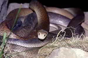 Deadly: Taipan Snake