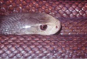 John Mason: Taipan SNAKE - close up of head