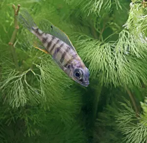 Cichlids: Taiwan reef fish - side view, tropical freshwater