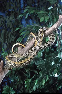 Coiled: TAIWANESE BEAUTY SNAKE - on branch
