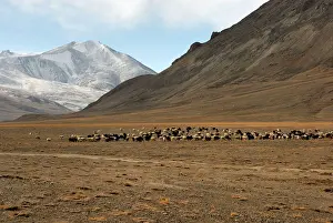Tajikistan: Tajikistan - Herd of sheep in Pamir mountain - Murgab