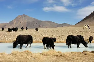 Grunniens: Tajikistan - Herd of Yak in Pamir mountain drinking