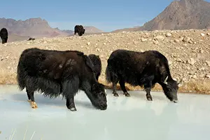 Grunniens: Tajikistan - Herd of Yak in Pamir mountain drinking