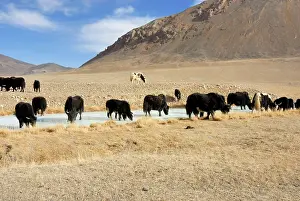 Tajikistan: Tajikistan - Herd of Yak in Pamir mountain - Murgab