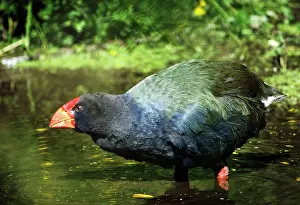 Maureen Brown: Takahe