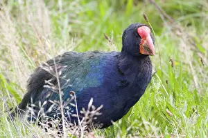 Swamphen: Takahe