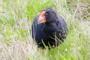 Swamphen: Takahe