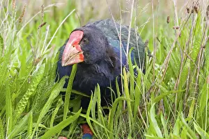 Swamphen: Takahe