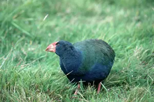 Rallidae: Takahe