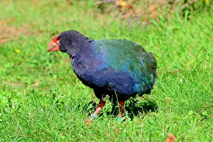 Rallidae: Takahe (Porphyrio hochstetteri, New Zealand, Oceania