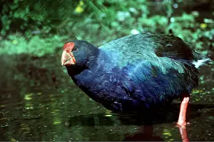 Maureen Brown: TAKAHE - standing in water