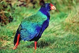 Takahe: TAKAHE - walking