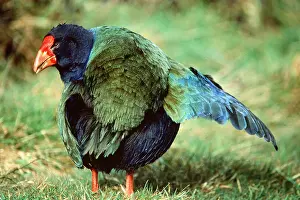 Takahe: TAKAHE - with one wing spread