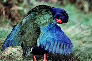 Takahe: TAKAHE - with wings spread