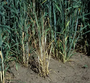 Graminis: Take-all diseased wheat plants